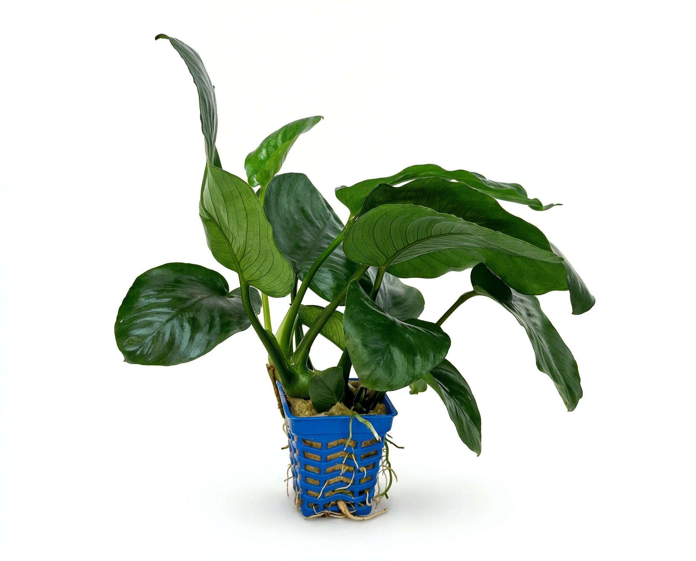 12 Hardy Aquarium Plants and Compatible Inhabitants for Stunning Planted Tanks